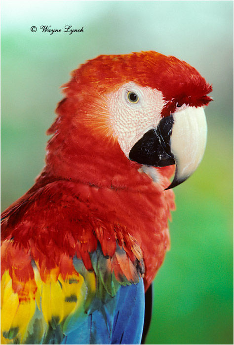 Scarlet Macaw Brazil 101 by Dr. Wayne Lynch &copy;
